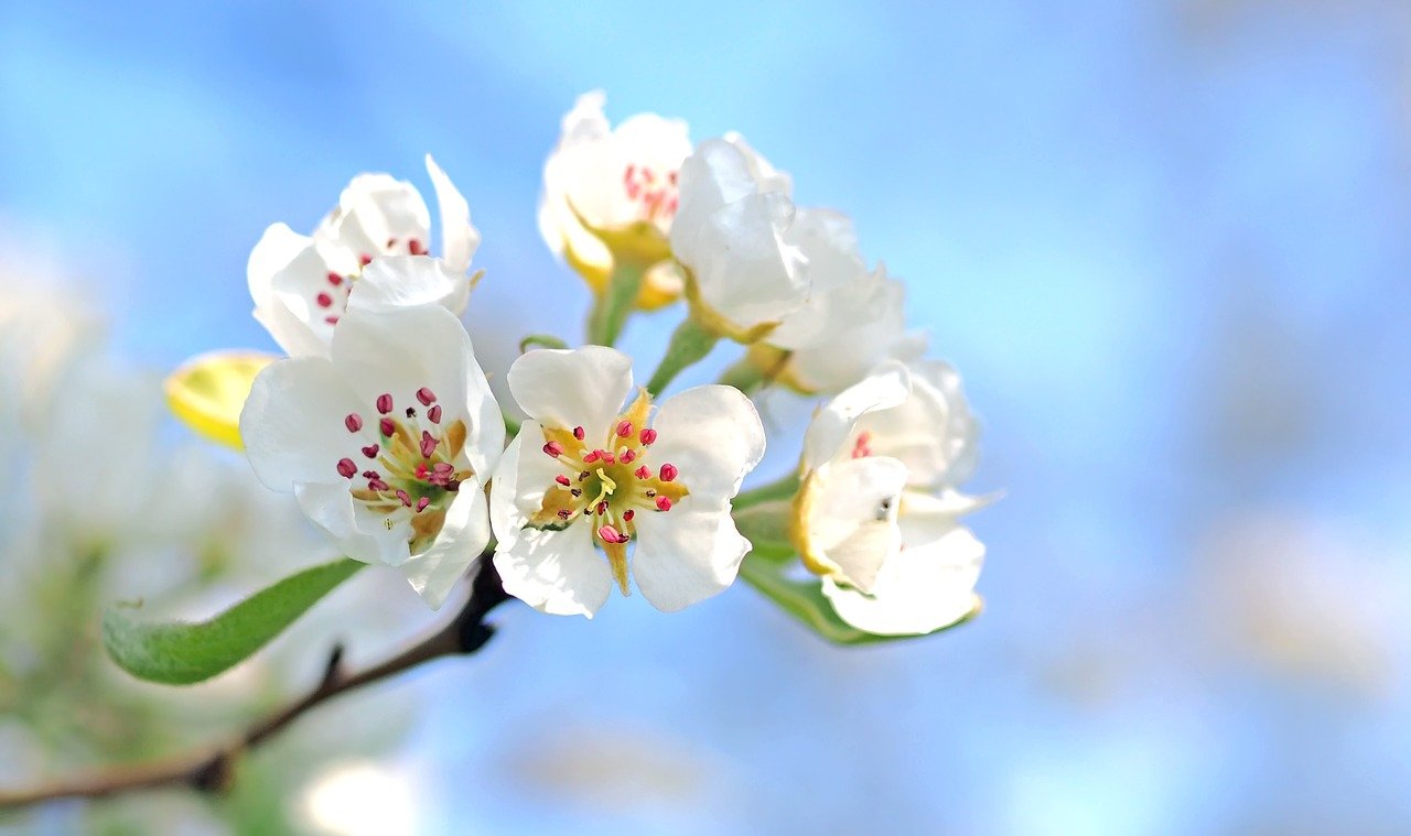 Silver Branch Heritage: connecting Ireland's cultural heritage to your family tree (apple tree blossoms)